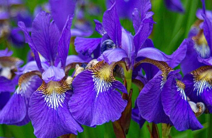 primavera i fiori di maggio quali sono