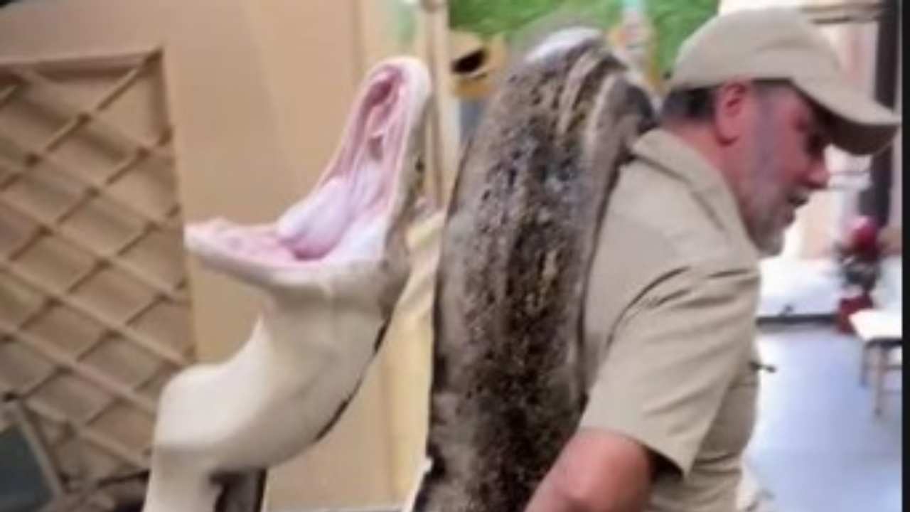 He gets bitten by a giant snake, which ends up like this…