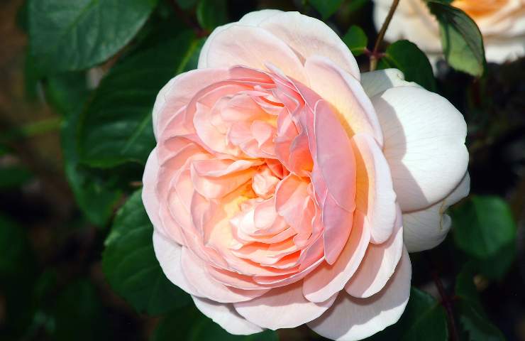 Fiore costoso