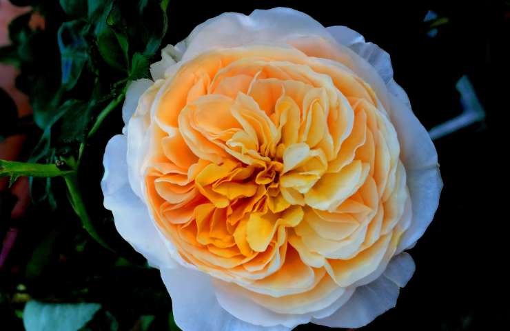 Juliet Rose