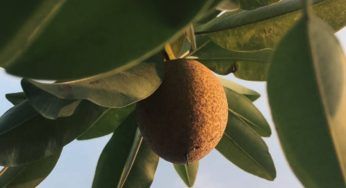 Kiwi e le malattie che possono attaccarlo: come curarle ed evitarle