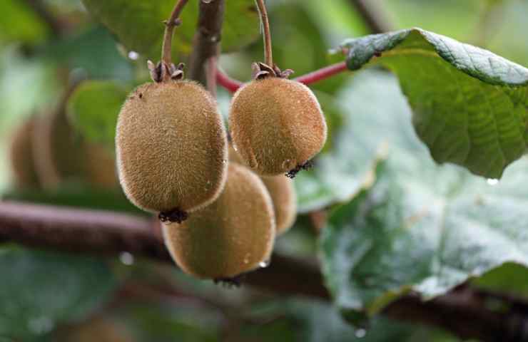 Kiwi quanto vive pianta guadagno frutti