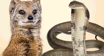 La lotta tra cobra e una mangusta: c’è un vincitore a sorpresa