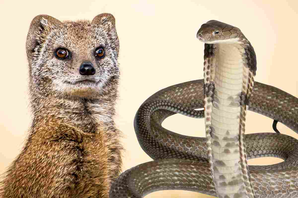 La lotta tra cobra e una mangusta