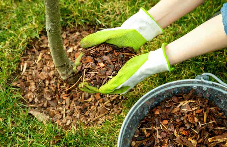 mulching agricoltura