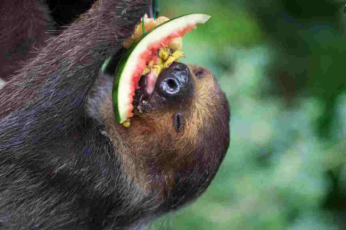 L'alimentazione del bradipo