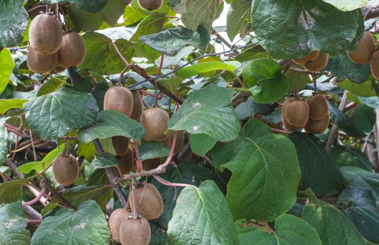 pianta kiwi potatura