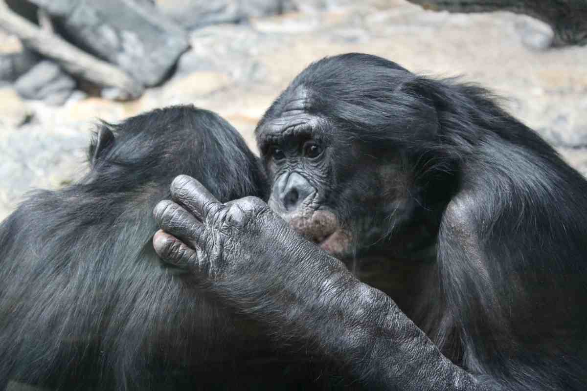 Le abitudini sessuali del bonobo ti lasceranno senza parole