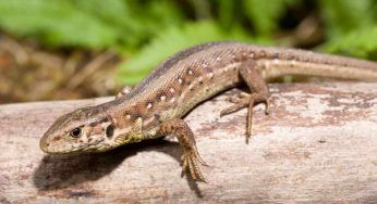 Le lucertole mordono? Quanto è pericoloso e come bisogna comportarsi
