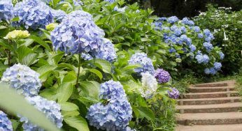 Ortensie, moltiplicale con il trucco del rametto