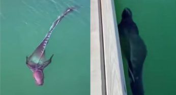 Video fa il giro del web: tra tutte le fantasiose ipotesi, vi sveliamo di cosa si tratta