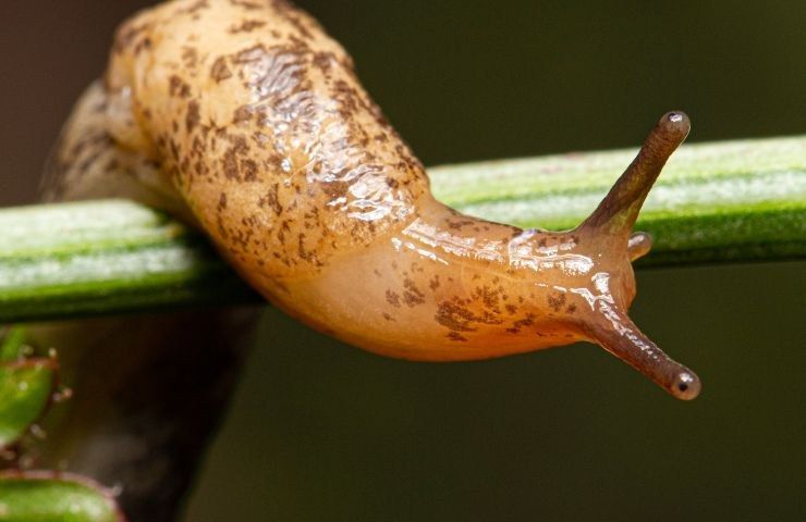 metodi per tenere lontane lumache limacce 