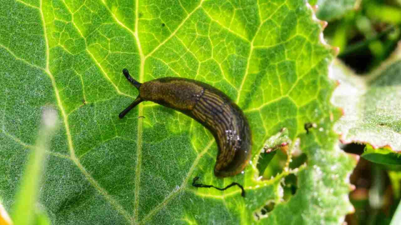 limacce e lumache consigli tenerle lontane