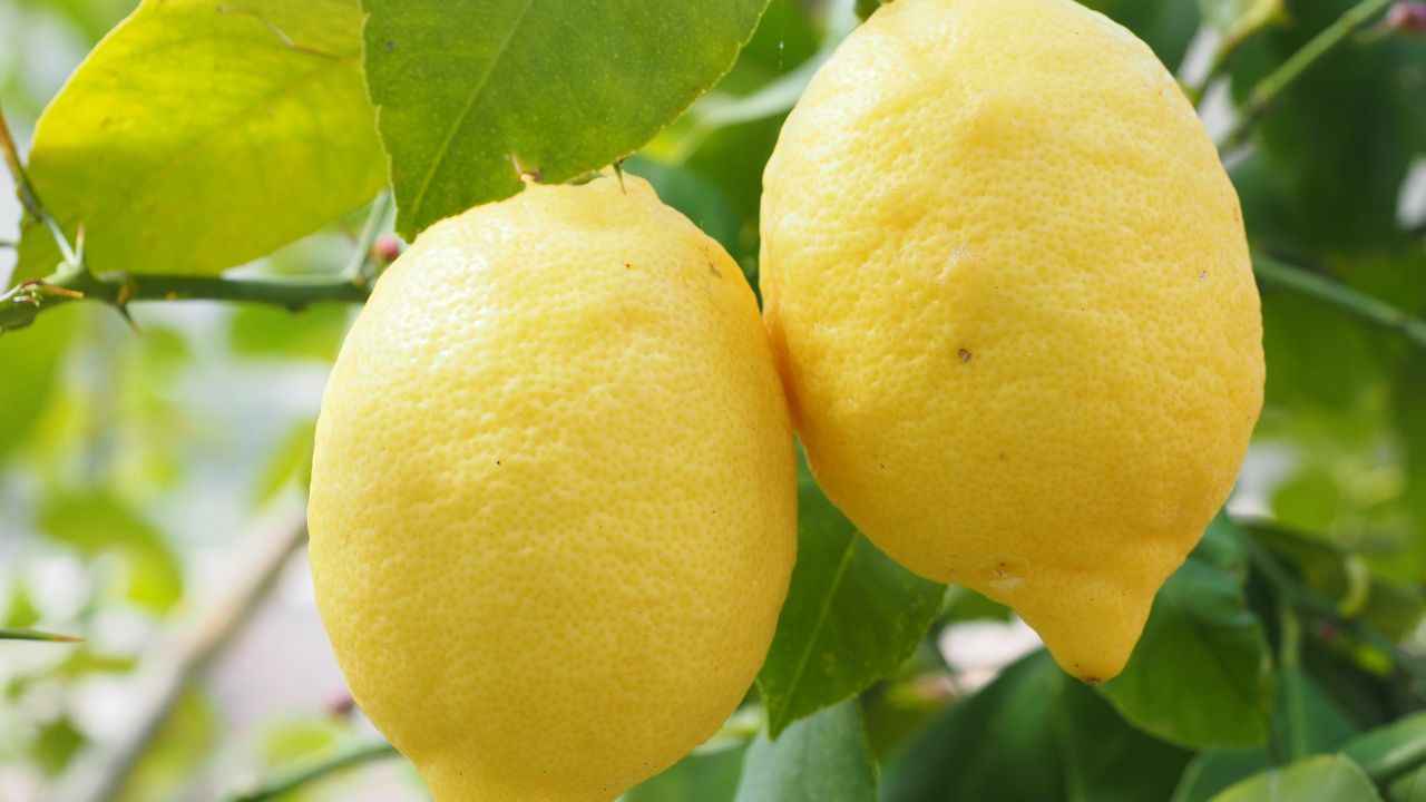 Bicarbonato aceto limone metodi