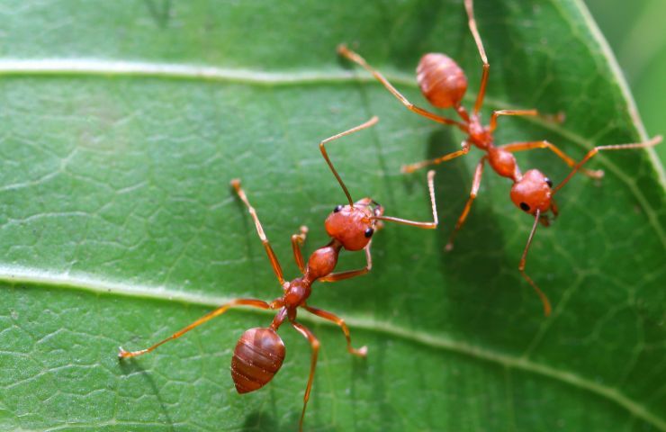 formiche rosse casa