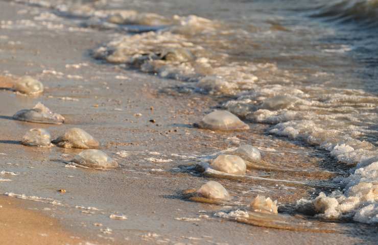 salento spiagge