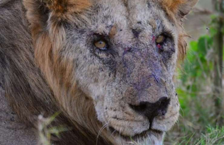 morto leone più vecchio