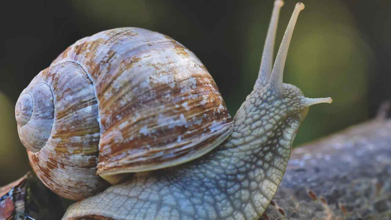 Lumaca studio esperti letargo