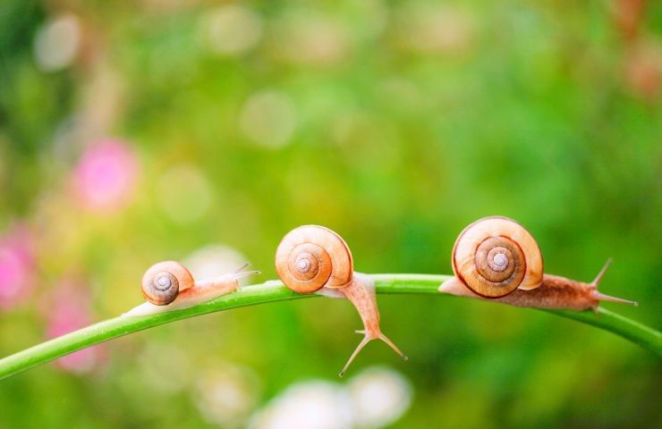 limacce e lumache come tenerle lontane mini guida 