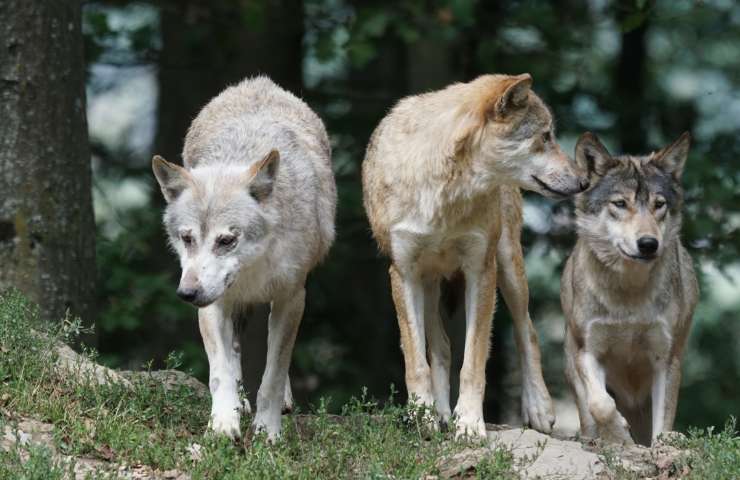 Attacco lupi