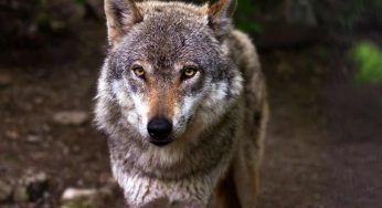 Veneto, accade nel giardino dell’hotel: il lupo cattura il cervo – VIDEO