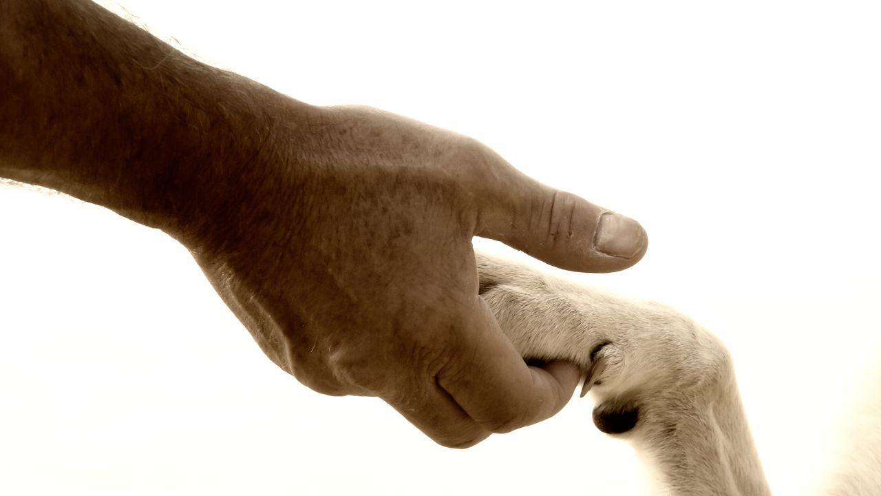 veterinario salva cane malato padrone disperato