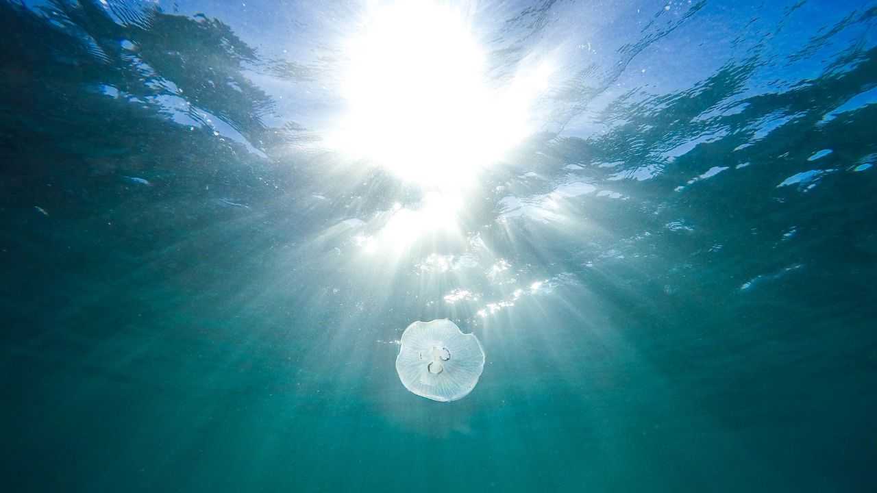 mare esemplari pericolosi come fare 