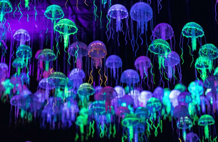 Meduse invasione