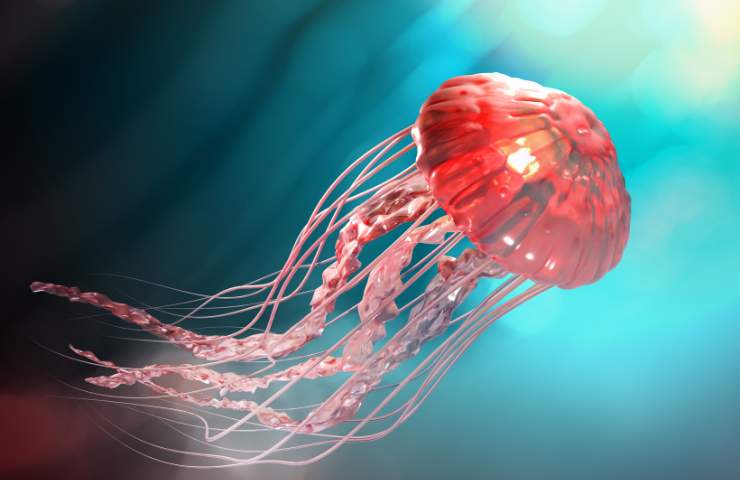 Meduse marine