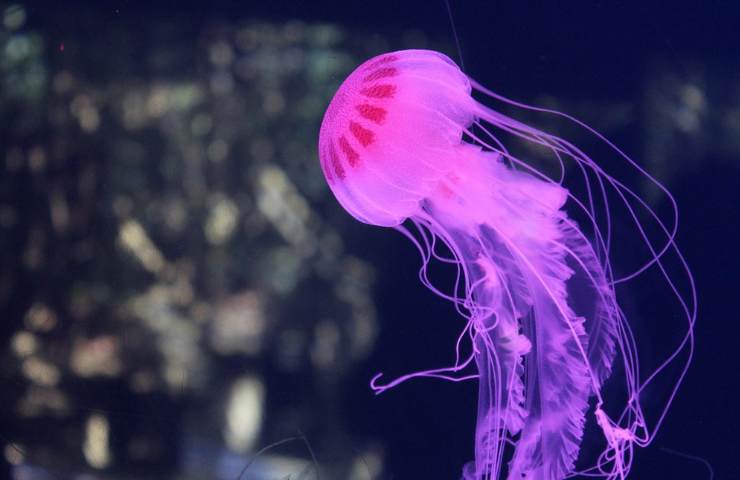 Invasione meduse