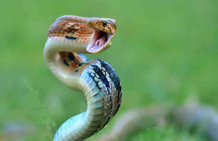 Morso di serpente 