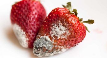 Fragole: evita così la formazione della MUFFA