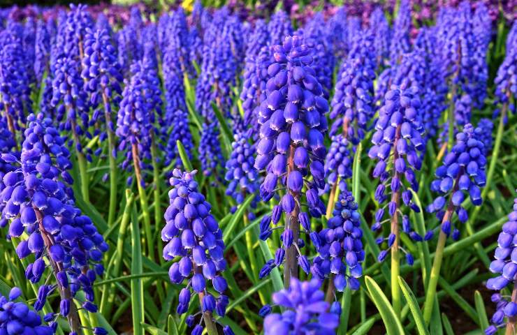Muscari