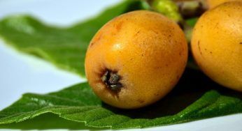 Nespole, la storia dietro il frutto della saggezza