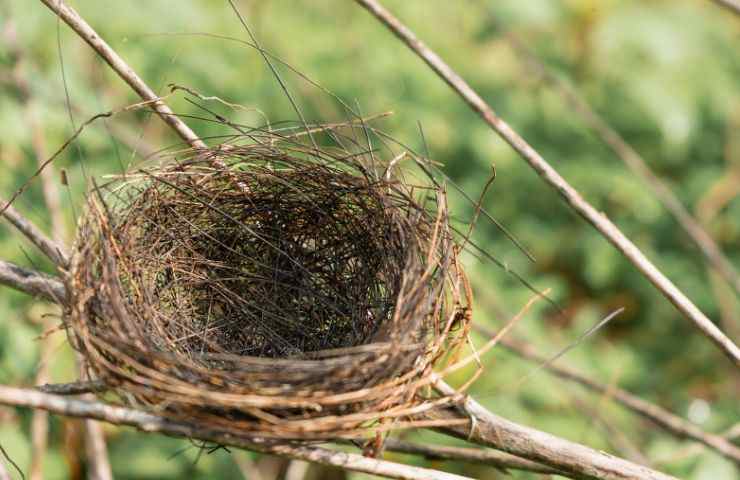 Pulcini morti dopo abbattimento alberi