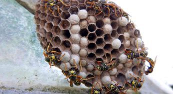 Nido di vespe in giardino: i passaggi da eseguire per poterlo eliminare