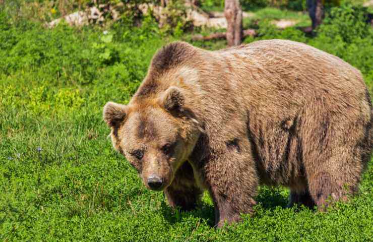 Trentino orso morto M62 ambientalisti