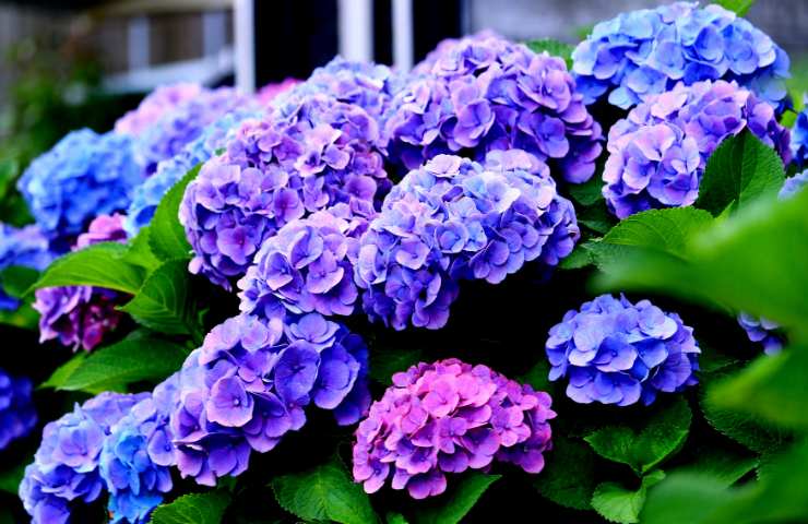 Ortensie blu