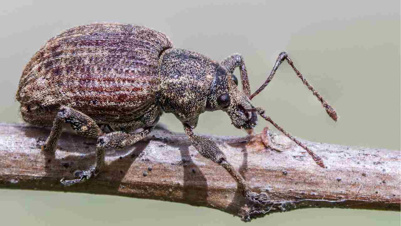 Oziorrinco piante foglie mangiare