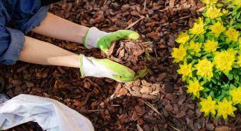 Pacciamatura: cos’è, perché è importante e come prepararla al meglio