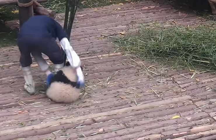 Cucciolo panda video abbraccio operatore