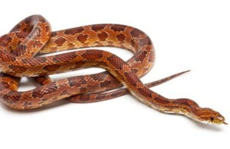 Pantherophis guttatus 