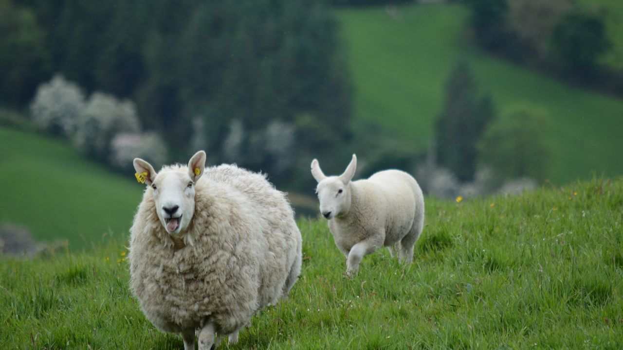 Pecora come aiutarla posizione