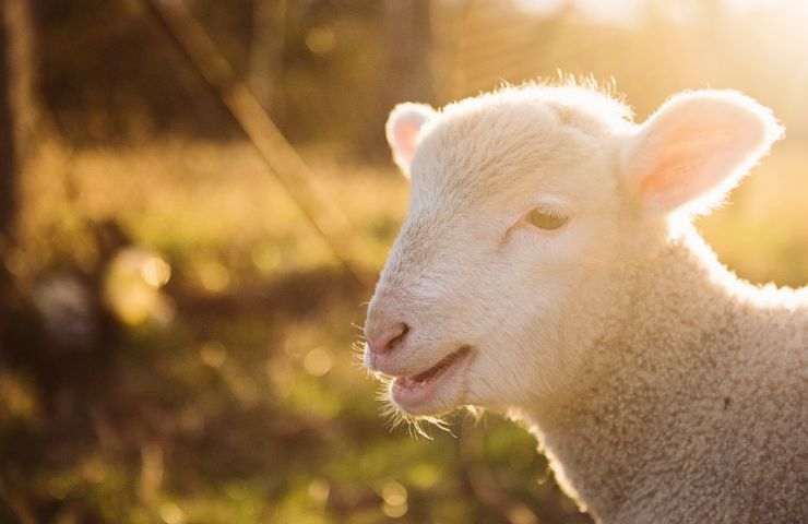 Pecora come aiutarla posizione