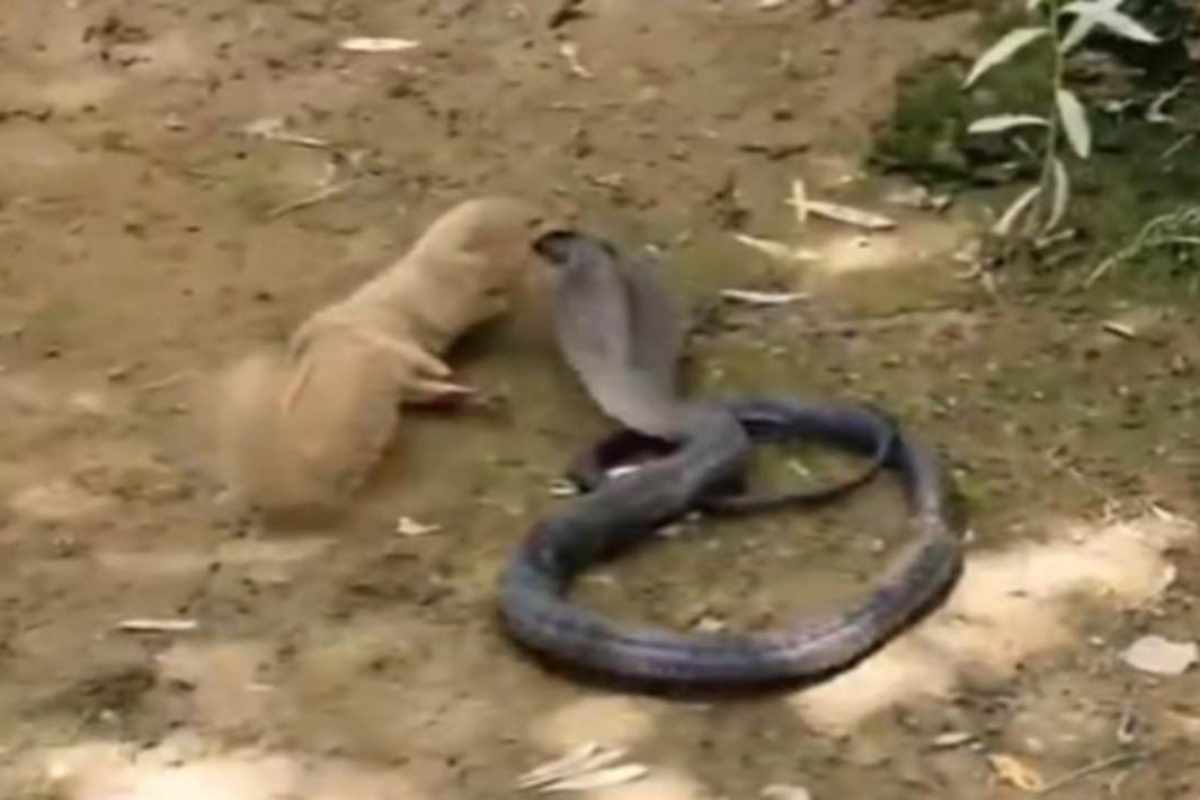 Perché il veleno del cobra non uccide la mangusta