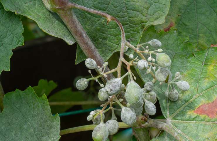 Pernospora larvata