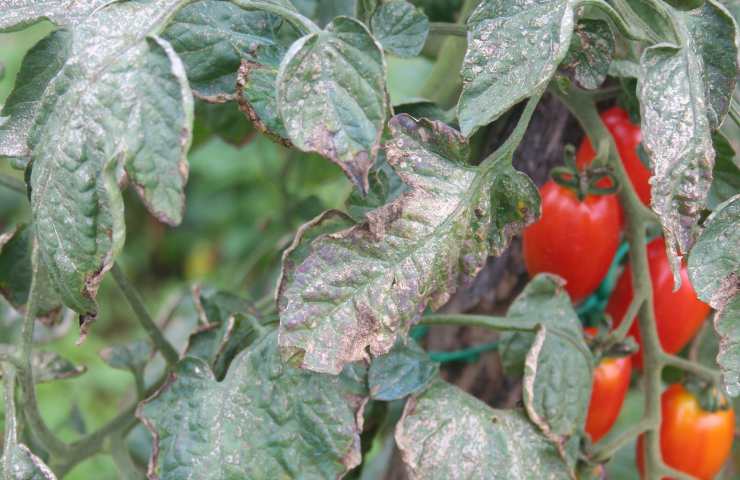 Peronospora