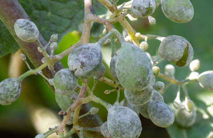 Peronospora