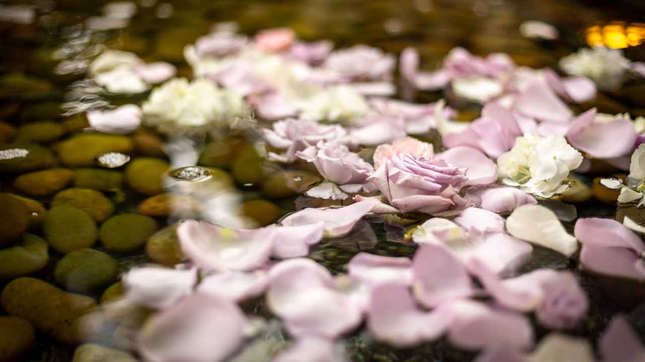 Come fare acqua rose casa petali rose acqua distillata