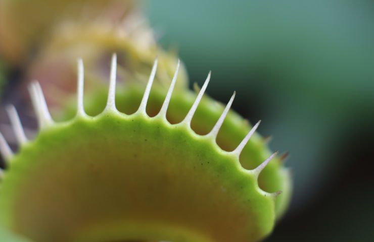 Curare pianta carnivora dionaea muscipula caratteristiche acqua terreno